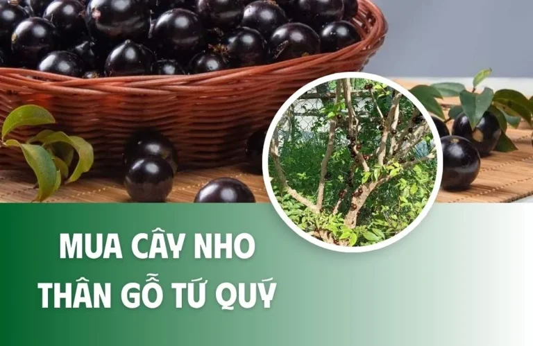 Mua cây nho thân gỗ tứ quý cần lưu ý gì?