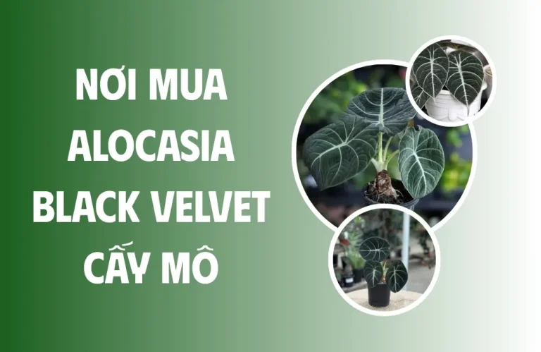 Nơi mua Alocasia Black Velvet cấy mô, cây sạch bệnh