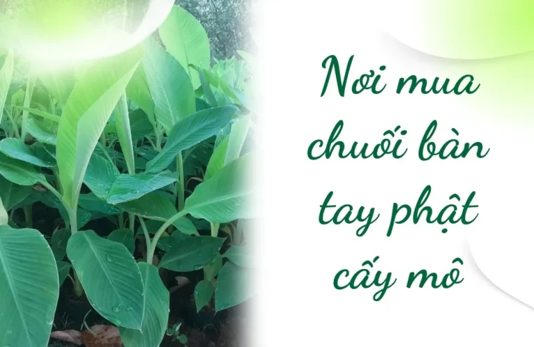 Nơi mua chuối bàn tay phật cấy mô chuẩn, cây khỏe 2026