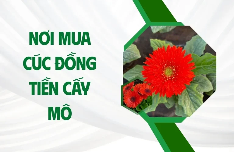 Nơi mua cúc đồng tiền cấy mô chất lượng ở đâu?