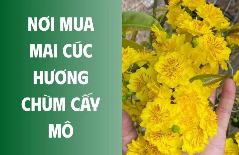 Nơi mua mai cúc hương chùm cấy mô để hạn chế rủi ro