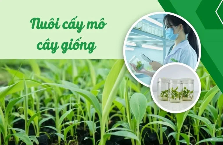 Vai trò của nuôi cấy mô cây giống trong xuất khẩu cây giống