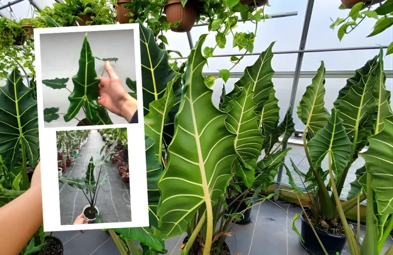 Phân loại Alocasia Sarian cấy mô theo mục đích sử dụng