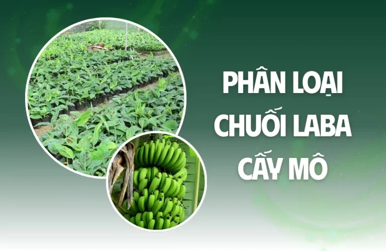 Phân loại chuối laba cấy mô chuẩn nhà vườn cần biết