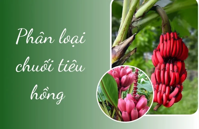 Phân loại chuối tiêu hồng và ứng dụng trong canh tác