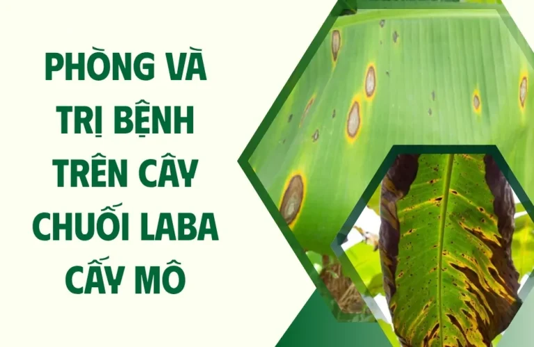 Phòng và trị bệnh trên cây chuối Laba cấy mô dễ áp dụng