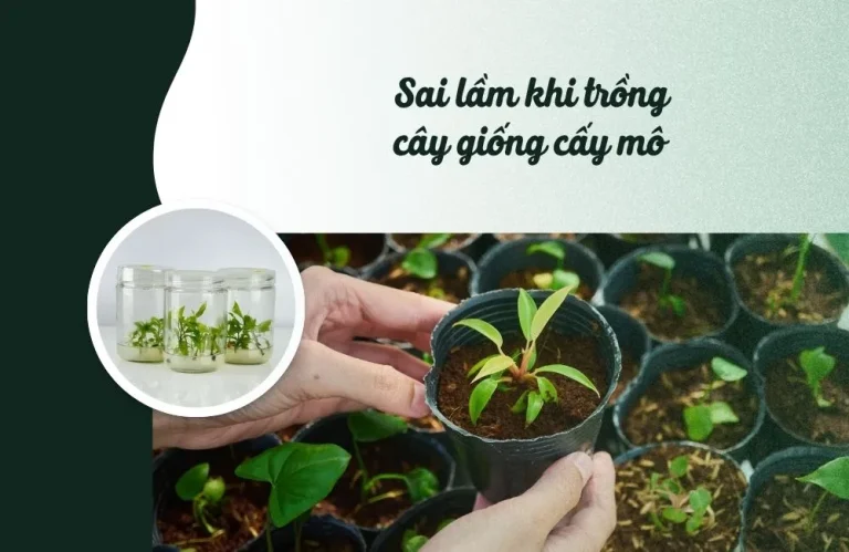 Sai lầm khi trồng cây giống cấy mô và cách khắc phục