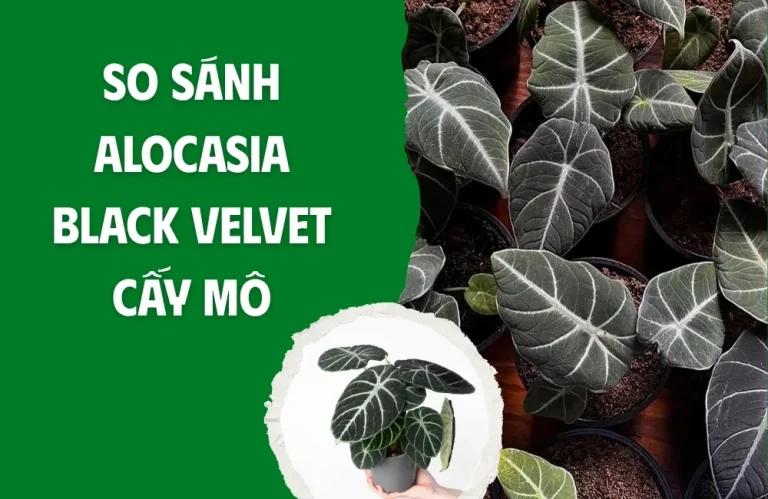 So sánh Alocasia Black Velvet cấy mô giúp chọn đúng cây