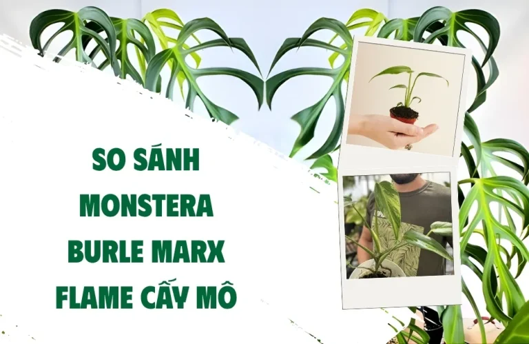 So sánh Monstera Burle Marx Flame cấy mô và giá trị dùng