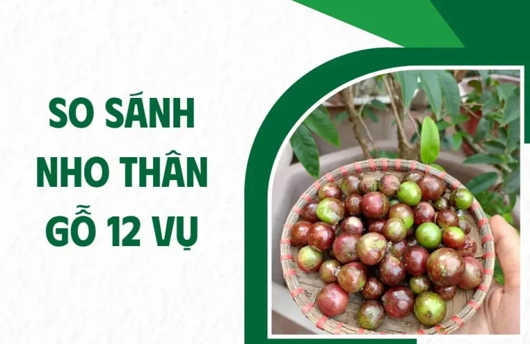 So sánh nho thân gỗ 12 vụ với các giống phổ biến hiện nay