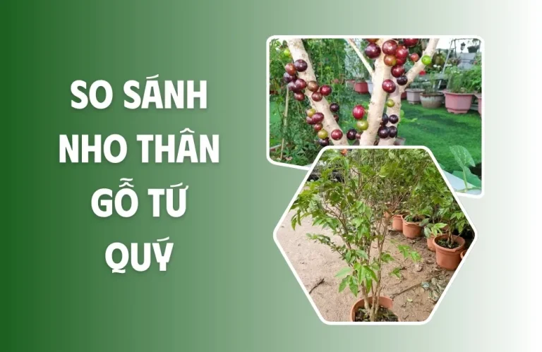 So sánh nho thân gỗ tứ quý về quả, dáng và sinh trưởng