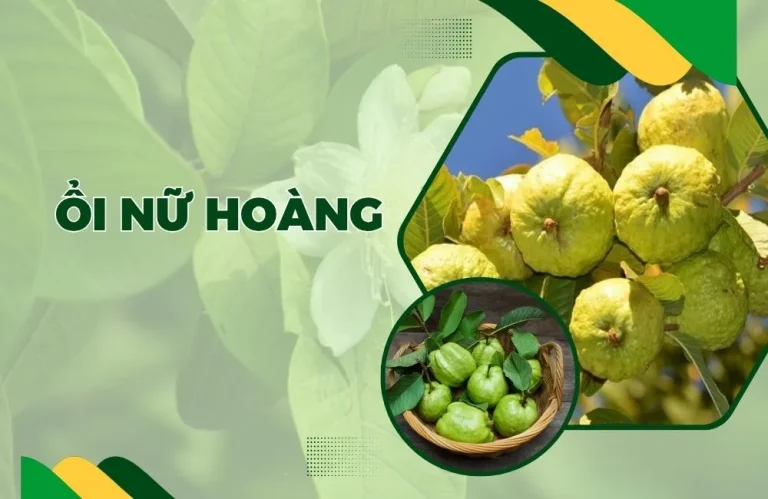 So sánh ổi Nữ Hoàng với các giống ổi phổ biến