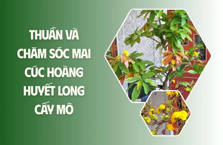 Thuần và chăm sóc mai cúc hoàng huyết long cấy mô đúng cách
