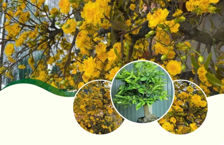 Thuần và chăm sóc mai cúc hương chùm sau khi nhận cây