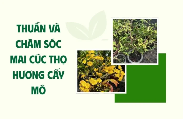 Thuần và chăm sóc mai cúc thọ hương cấy mô sau khi mua