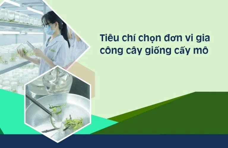 Top tiêu chí chọn đơn vị gia công cây giống cấy mô chuẩn