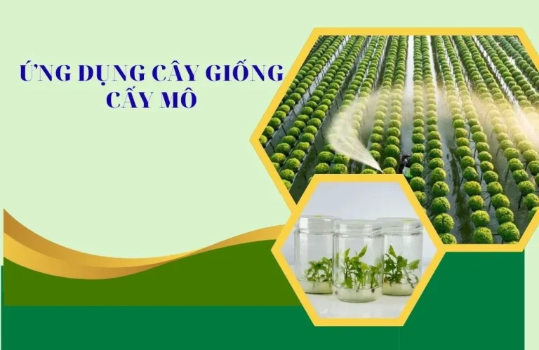 Ứng dụng nuôi cấy mô trong sản xuất cây giống quy mô lớn