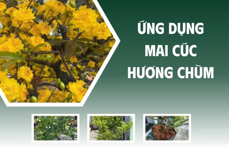 Ứng dụng mai cúc hương chùm và giá trị trên thị trường