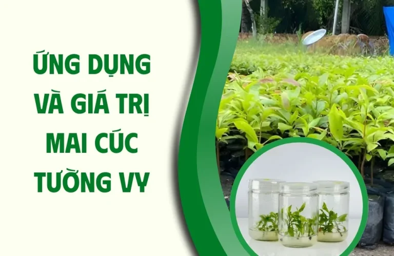 Ứng dụng và giá trị mai cúc tường vy đáng đầu tư