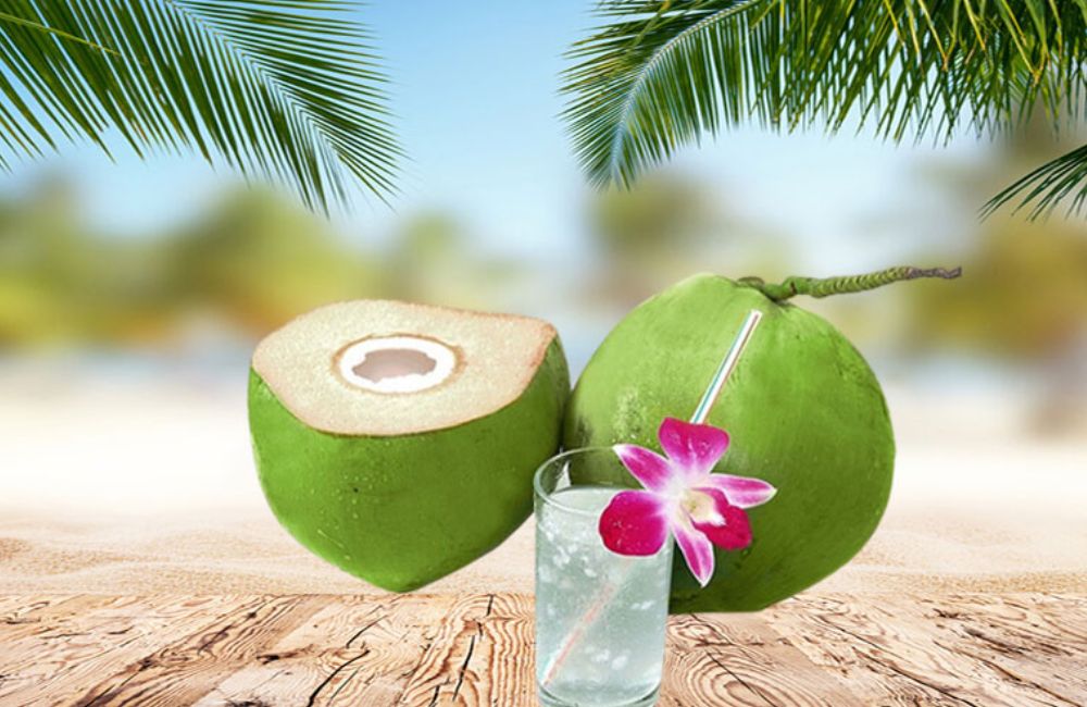 Dừa dứa cấy mô