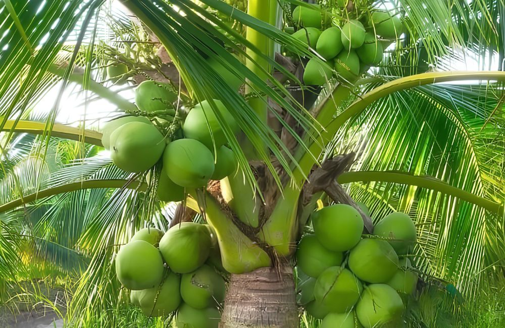 Dừa dứa cấy mô