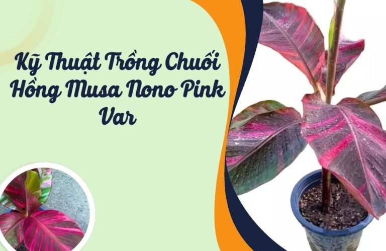 Kỹ Thuật Trồng Chuối Hồng Musa Nono Pink Var Cấy Mô