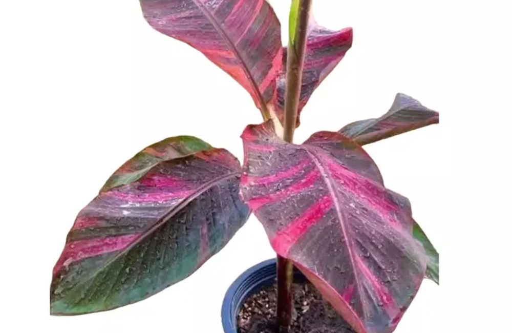 Kỹ Thuật Trồng Chuối Hồng Musa Nono Pink Var Cấy Mô