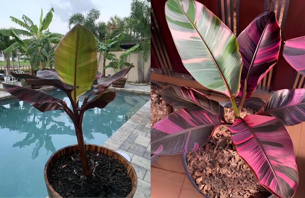 Kỹ Thuật Trồng Chuối Hồng Musa Nono Pink Var Cấy Mô