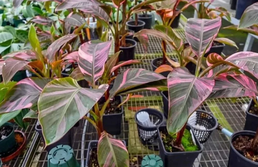 Kỹ Thuật Trồng Chuối Hồng Musa Nono Pink Var Cấy Mô