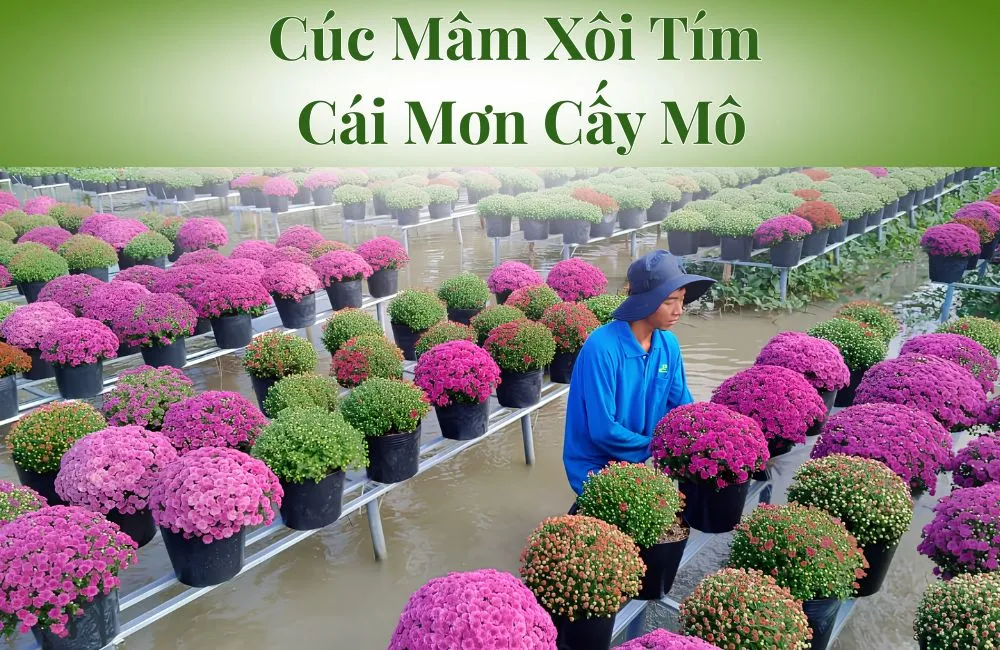 Cúc Mâm Xôi Tím Cái Mơn Cấy Mô