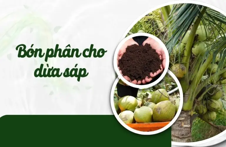 Bón phân cho dừa sáp thế nào để cây sai trái ?
