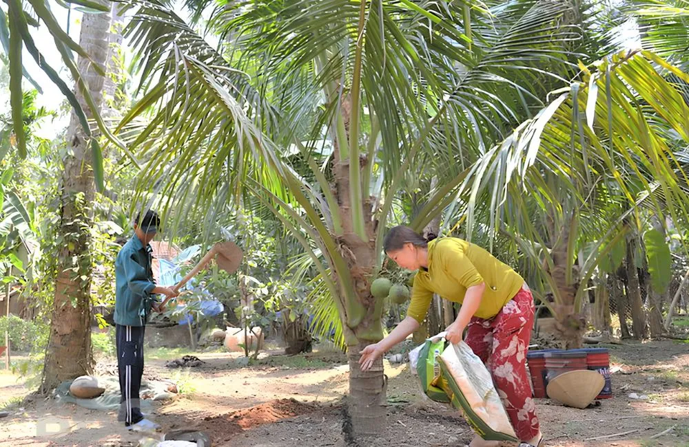 Bón phân cho dừa sáp