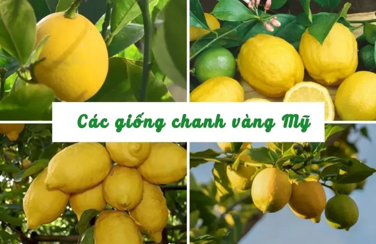 Các giống chanh vàng Mỹ và kinh nghiệm trồng hiệu quả