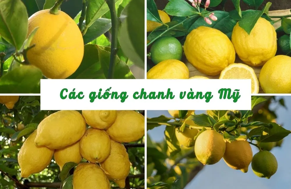Các giống chanh vàng Mỹ
