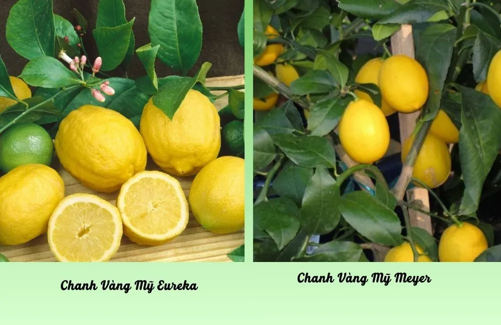 Các giống chanh vàng Mỹ