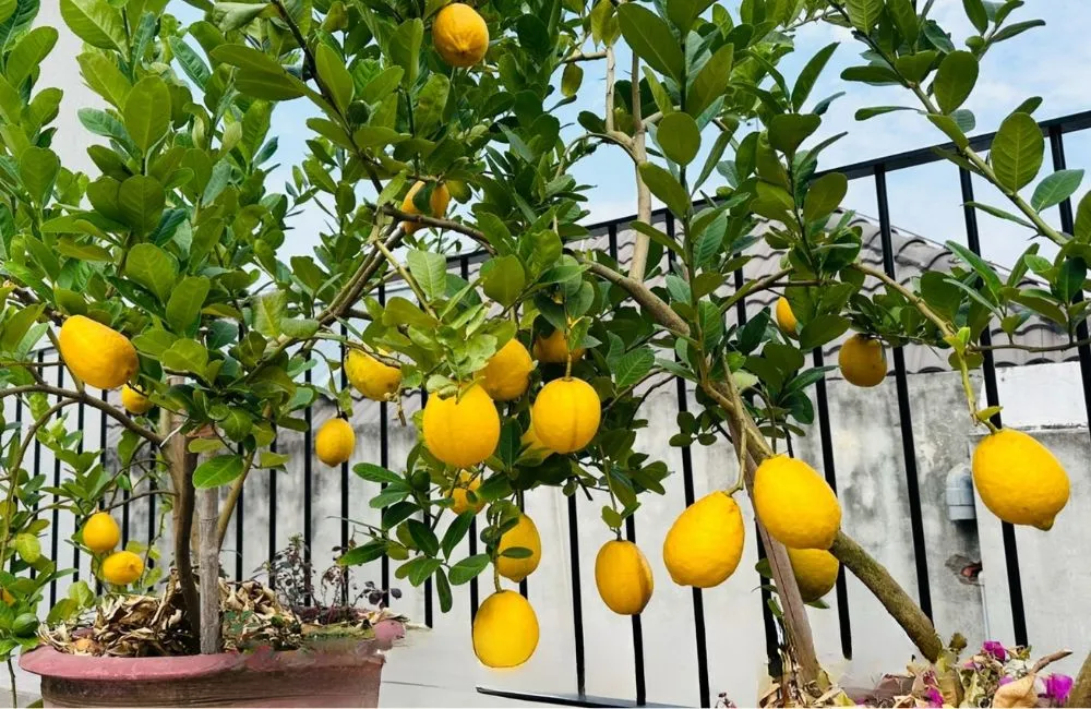 Các giống chanh vàng Mỹ
