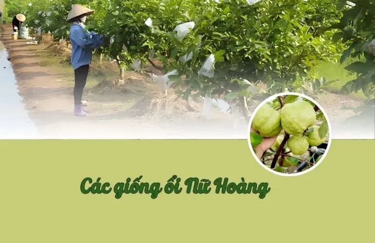 Các giống ổi nữ hoàng được nhiều nhà vườn ưa chuộng