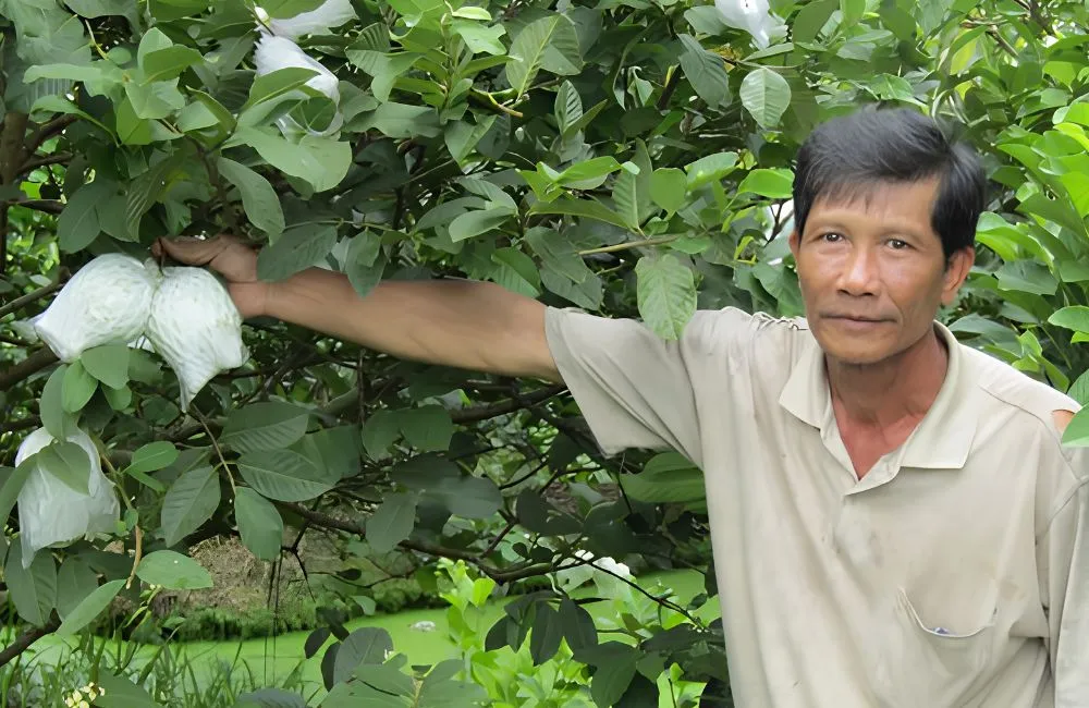 Các giống ổi Nữ Hoàng