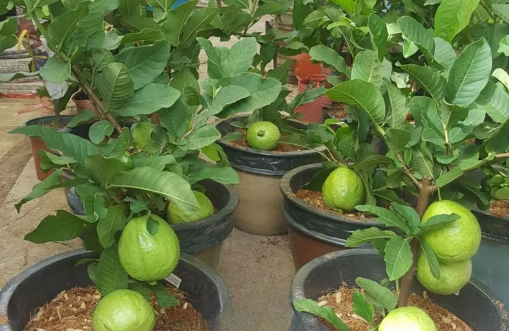 Các giống ổi Nữ Hoàng