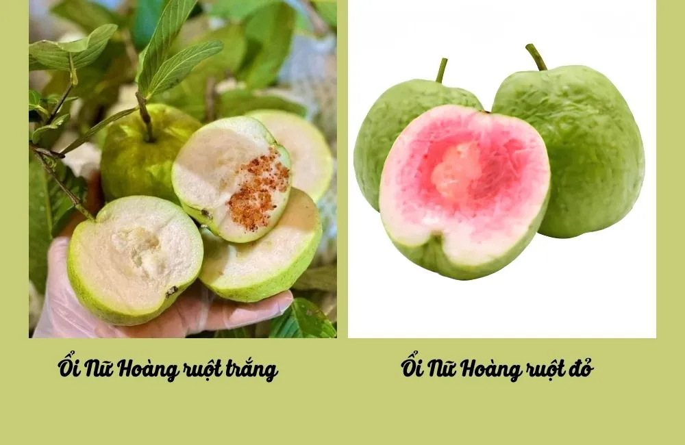 Các giống ổi Nữ Hoàng