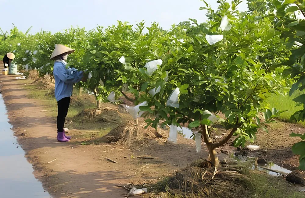 Các giống ổi Nữ Hoàng