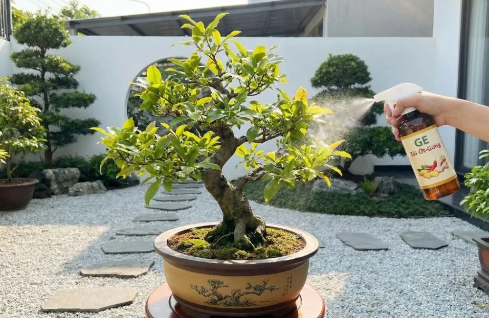 Cách cứu cây mai vàng bị suy yếu