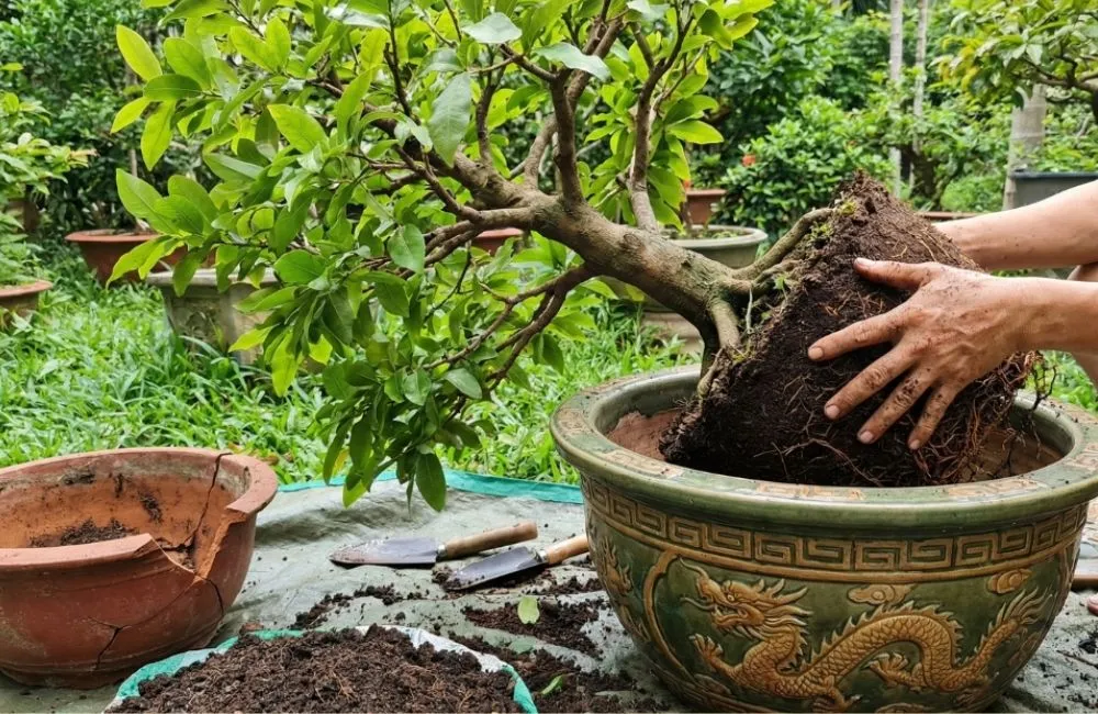 Cách cứu cây mai vàng bị suy yếu