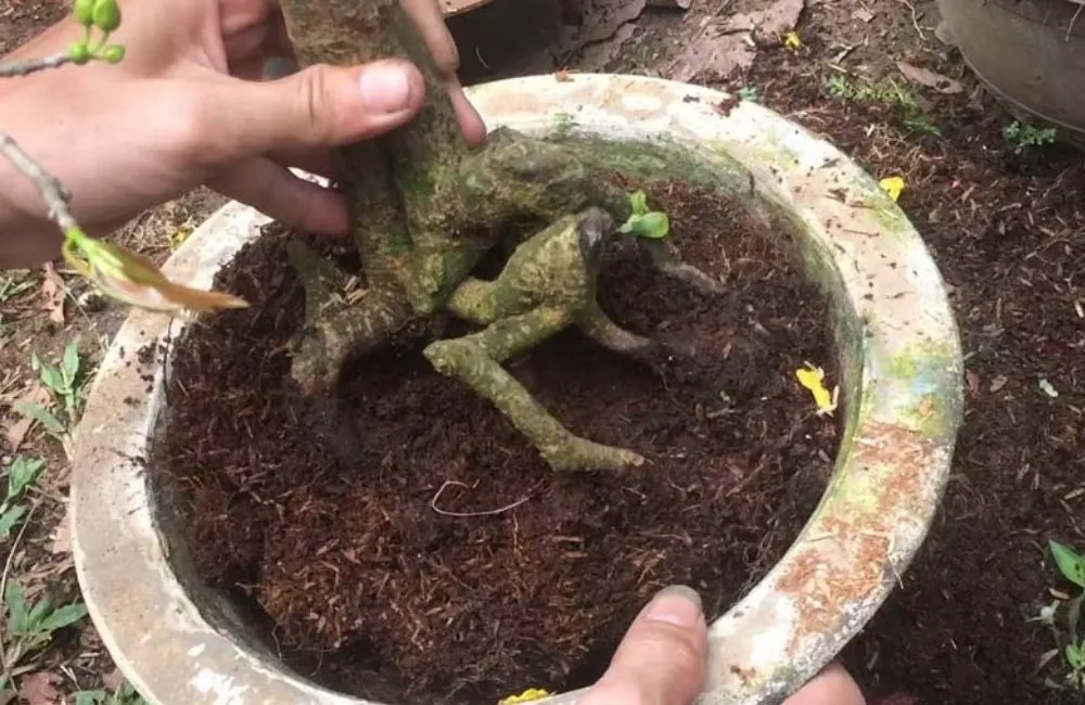 Cách cứu cây mai vàng bị suy yếu