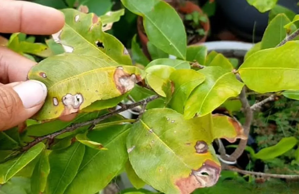 Cách cứu cây mai vàng bị suy yếu