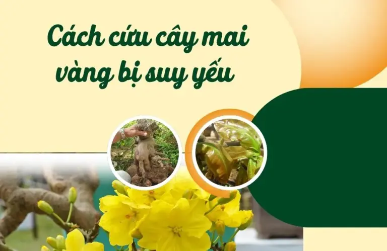 Cách cứu cây mai vàng bị suy yếu hiệu quả cho người mới