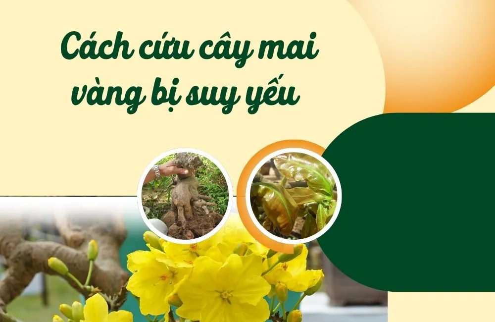 Cách cứu cây mai vàng bị suy yếu