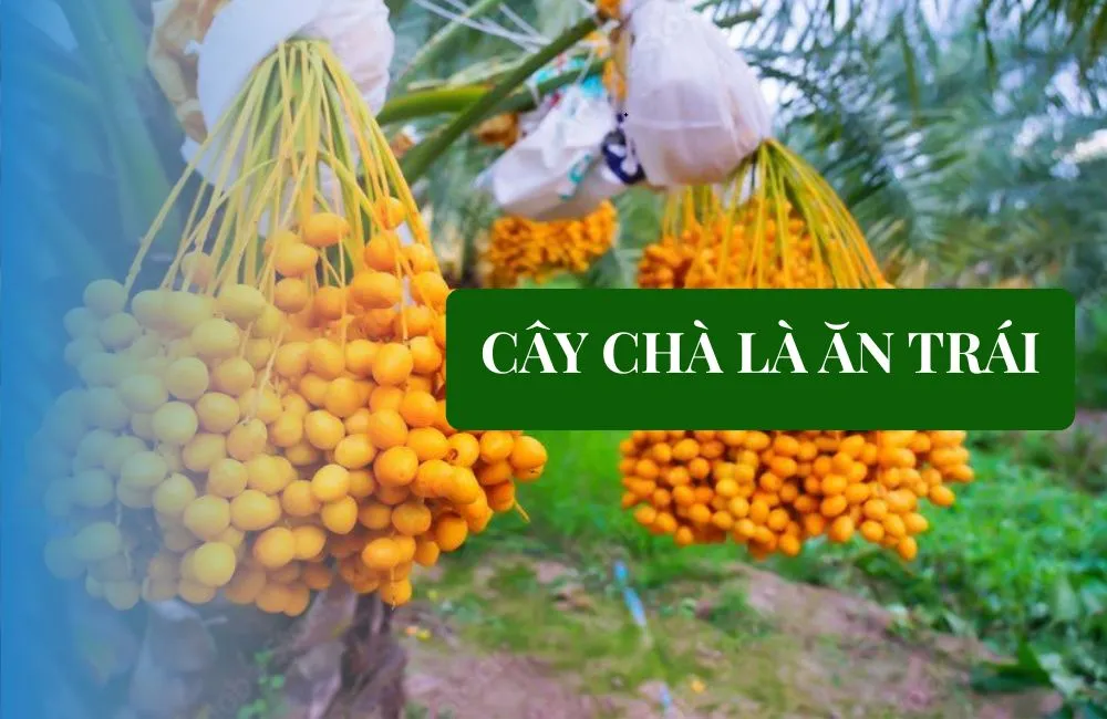 Cây Chà Là ăn trái