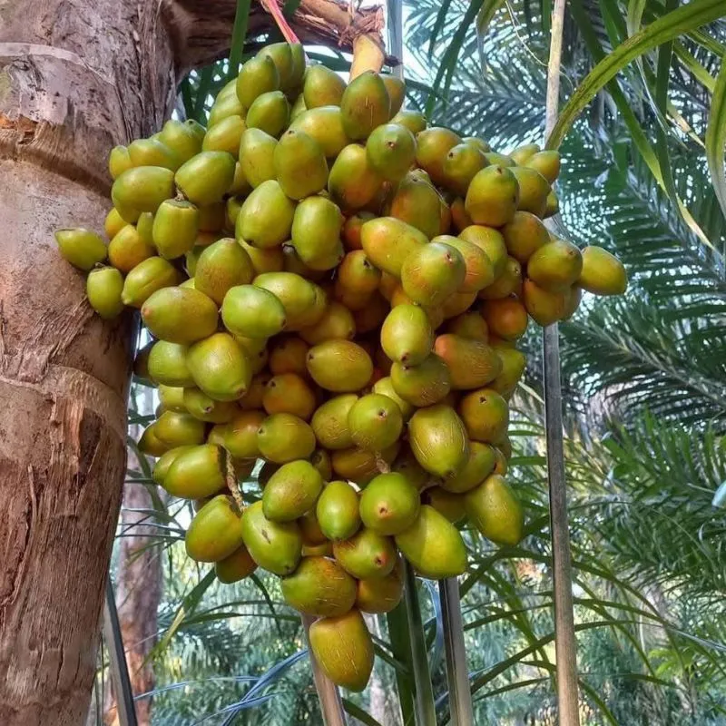 Cây Cọ Đào