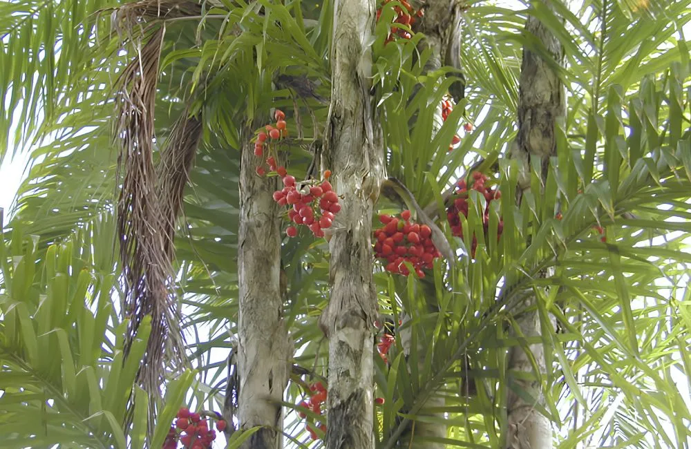 Cây cọ đào
